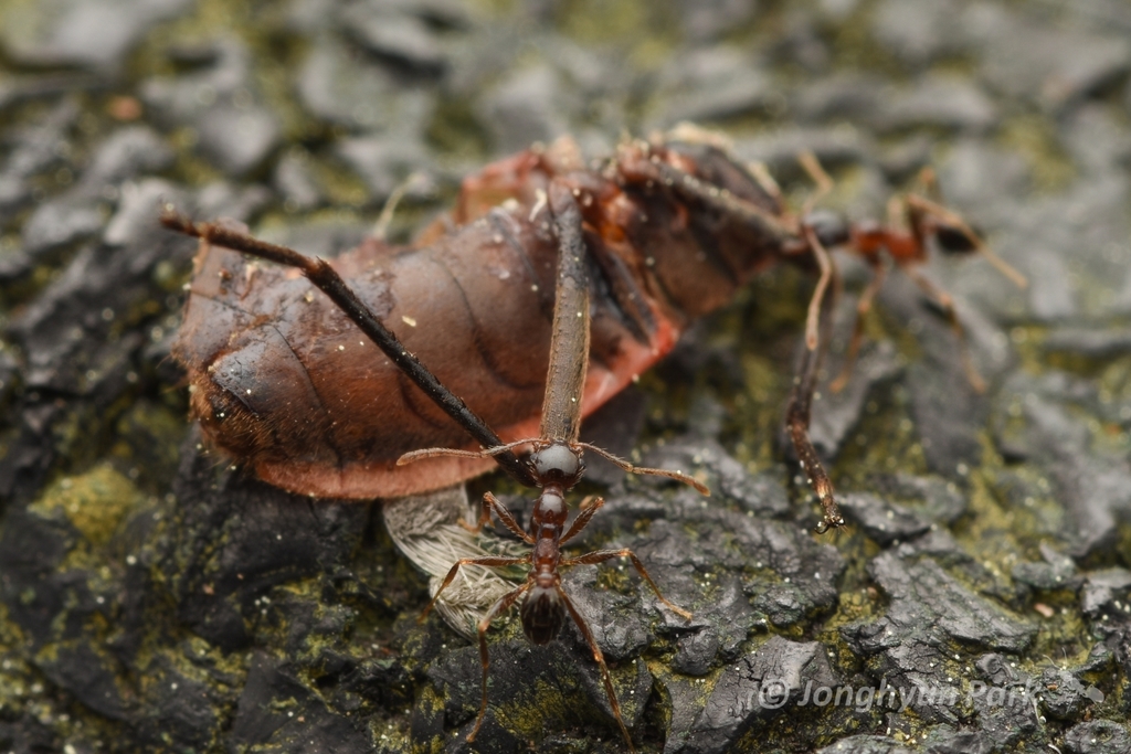 Indian Big-headed Ant