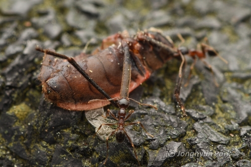 Indian Big-headed Ant