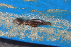 Callistoctopus ornatus