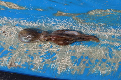 Callistoctopus ornatus