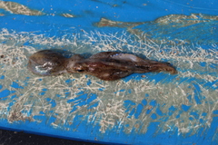 Callistoctopus ornatus