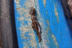 Callistoctopus ornatus