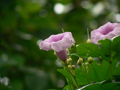 Ipomoea mauritiana