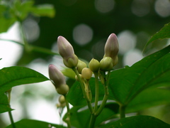 Ipomoea mauritiana