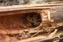 Ochetellus glaber