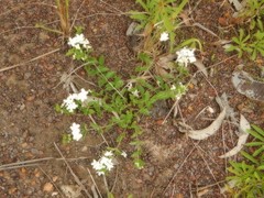 Clerodendrum tatei