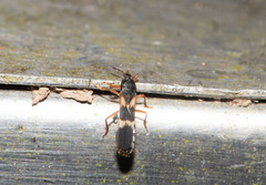 Pirkimerus japonicus