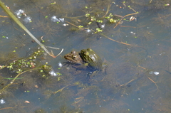 Pelophylax lessonae