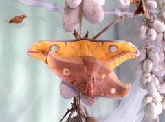 Antheraea paphia