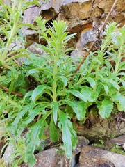 Anarrhinum