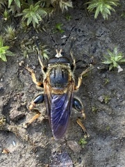 Teuchocnemis lituratus