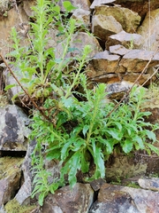 Anarrhinum