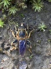 Teuchocnemis lituratus