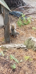 Sciurus carolinensis