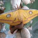 Tasar Silk Moth - Photo (c) Vinod Borse, some rights reserved (CC BY-NC), uploaded by Vinod Borse