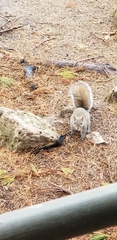 Sciurus carolinensis