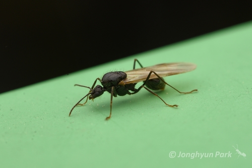 (c) Jonghyun Park, some rights reserved (CC BY), uploaded by Jonghyun Park