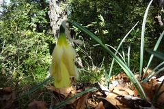 Narcissus moleroi