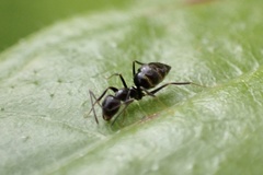 Nylanderia bourbonica