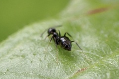 Nylanderia bourbonica