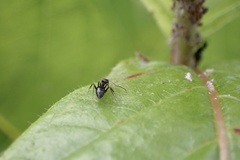 Nylanderia bourbonica