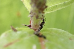 Nylanderia bourbonica