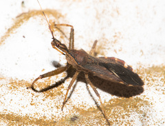 Tapirocoris