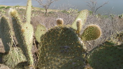 Opuntia leucotricha