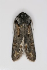 Psaphida electilis