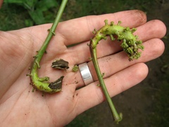 Mundkurella schefflerae