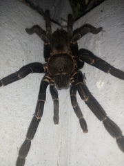 Selenocosmiinae