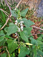 Lamium moschatum