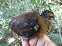 Crypturellus bartletti