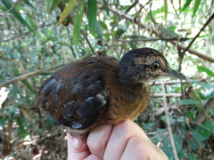 Crypturellus bartletti