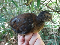 Crypturellus bartletti