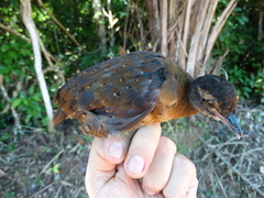 Crypturellus bartletti