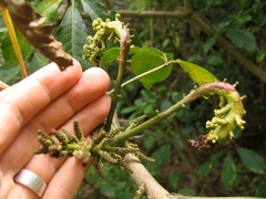 Mundkurella schefflerae