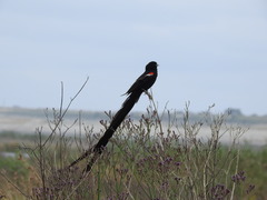 Euplectes progne progne