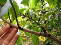 Mundkurella schefflerae