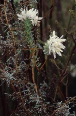 Lachnaea filamentosa