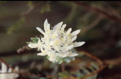 Lachnaea filamentosa