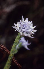Lachnaea filamentosa