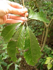 Mundkurella schefflerae