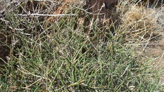 Ephedra compacta