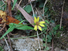 Senecio stauntonii
