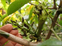 Mundkurella schefflerae