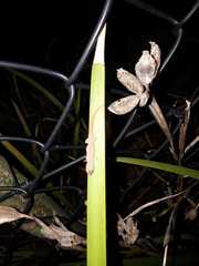 Lygodactylus capensis