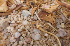 Camponotus aegyptiacus