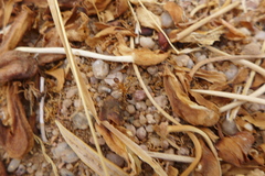 Camponotus aegyptiacus