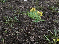 Gymnospermium altaicum